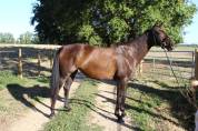 Jument - Westfalien - 7 ans - Fidelius X Santa Cruz