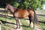 Jument - Westfalien - 7 ans - Fidelius X Santa Cruz