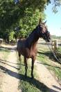 Jument - Westfalien - 7 ans - Fidelius X Santa Cruz