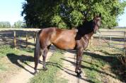 Jument - Westfalien - 7 ans - Fidelius X Santa Cruz