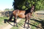 Jument - Westfalien - 7 ans - Fidelius X Santa Cruz