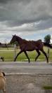 Jeune m&acirc;le Trakehner par Helium