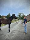Jeune m&acirc;le Trakehner par Helium