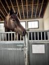 Jeune m&acirc;le Trakehner par Helium