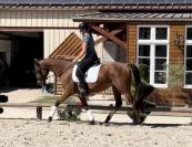 Caballo castrado Pura Sangre En venta 2015 Bayo por Elusive City