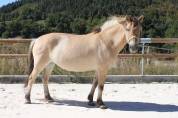 superbe jument fjord PP de 7 ans