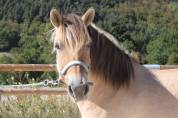 superbe jument fjord PP de 7 ans