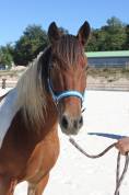 MAGNIFIQUE PONEY D PIE BAI