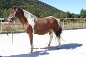 MAGNIFIQUE PONEY D PIE BAI