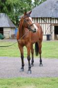 HAELY VD SNEPPE