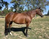 Pour REPRO ou COMPAGNIE  Jument Paint Horse PP 9 ans
