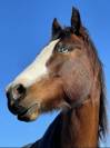 Pour REPRO ou COMPAGNIE  Jument Paint Horse PP 9 ans