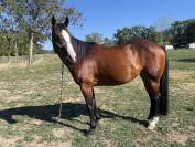 Pour REPRO ou COMPAGNIE  Jument Paint Horse PP 9 ans