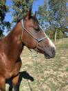 Pour REPRO ou COMPAGNIE  Jument Paint Horse PP 9 ans
