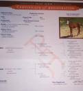 Pour REPRO ou COMPAGNIE  Jument Paint Horse PP 9 ans