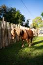Poney m&acirc;le brun &ndash; 2 ans &ndash; 1.500 &euro;