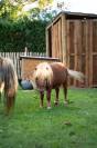 Poney m&acirc;le brun &ndash; 2 ans &ndash; 1.500 &euro;