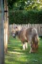 Ponette grise gestante &ndash; 13 ans &ndash; 2.000 &euro;