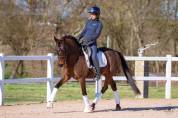 Hongre - Deutsches Reitpony - 6 ans - Dressage - France