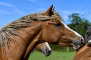 Ponette 2 ans par Ulk d&rsquo;Ete