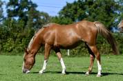 Ponette 2 ans par Ulk d&rsquo;Ete