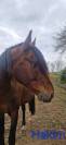 A vendre, Hakim