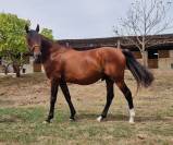 A vendre, Hakim