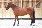 Caballo castrado Silla Franc&eacute;s En venta 2020 Bayo por TANGELO VAN DE ZUUTHOEVE