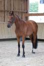 Caballo castrado Silla Franc&eacute;s En venta 2020 Bayo por TANGELO VAN DE ZUUTHOEVE