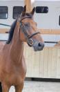 Caballo castrado Silla Franc&eacute;s En venta 2020 Bayo por TANGELO VAN DE ZUUTHOEVE