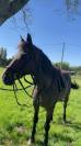 Cheval &agrave; donner 