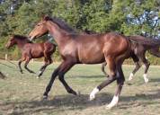 Yegua Silla Franc&eacute;s En venta 2019 Bayo moreno