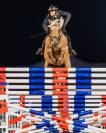 Yegua Silla Franc&eacute;s En venta 2019 Bayo moreno