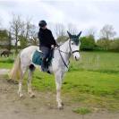 Sublime hongre PS 5 ans gris &mdash; N&rsquo;a jamais couru &mdash; Poten