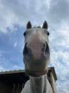 Sublime hongre PS 5 ans gris &mdash; N&rsquo;a jamais couru &mdash; Poten