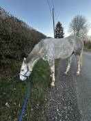Sublime hongre PS 5 ans gris &mdash; N&rsquo;a jamais couru &mdash; Poten