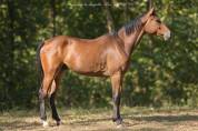 2 ANS SF - Hongre 