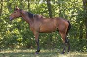 2 ANS SF - Hongre 