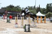 cheval gros potentiel 