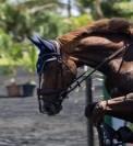 moniteur ou monitrice d'&eacute;quitation dipl&ocirc;m&eacute;(e) 