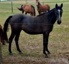 Pouliche SBS 2,5ans 