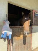 Gelding Selle Fran&ccedil;ais For sale 2023 Bay