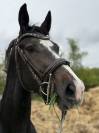 M&acirc;le SF de 3 ans 1m54
