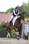 cheval de sport 