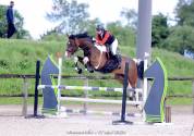 cheval de sport 