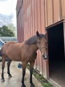 Guyane - trotteuse de 10ans