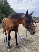 Guyane - trotteuse de 10ans