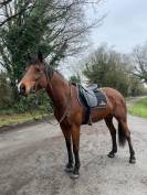 Guyane - trotteuse de 10ans