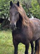 Hongre cob crois&eacute; frison