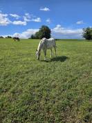 Pensions chevaux &ndash; &Eacute;curie du Domaine Lozier